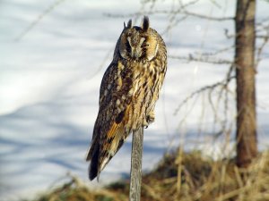 Long-eared Owl