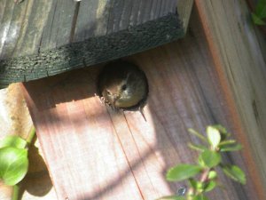 Jenny Wren