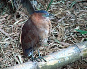 Malayan Night Heron