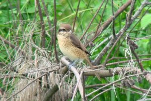 Brown Shrike