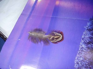 Unknown feather