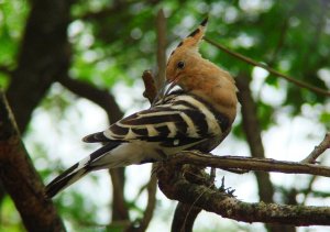 Hoopoe