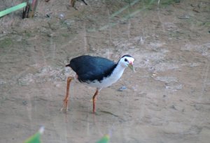 White-breasted Waterhen