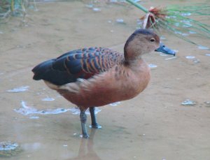 Lesser Whistling-Duck