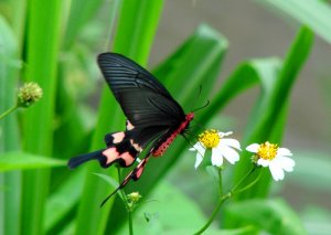 Taiwan Musk Swallowtail