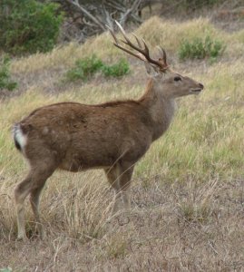 Formosan Sika Deer Stag