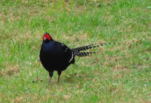 Mikado Pheasant - male