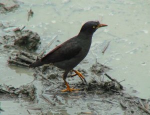 White-vented Myna