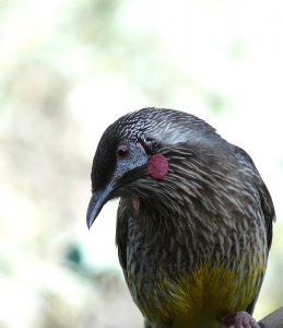 Red Wattlebird