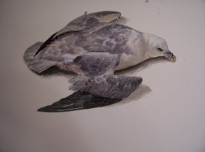 Fulmar study