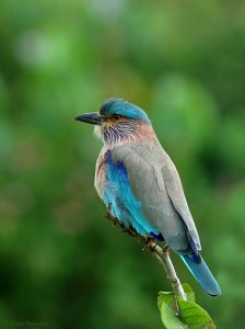 The Indian Roller