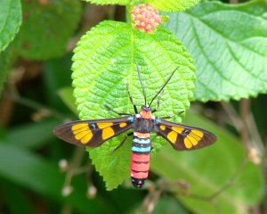 Red-bellied Euchromia