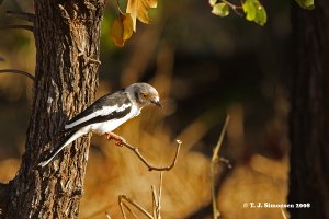 White Helmetshrike