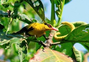 Black-naped Oriole