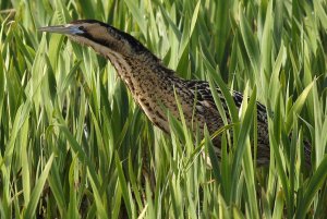 Bittern