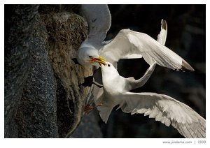 Fighting kittiwakes