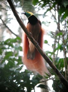 Raggiana Bird-of-paradise