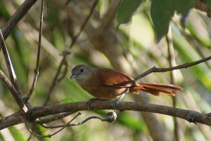 White-lored Spinetail