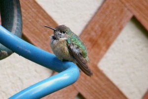 Calliope Hummingbird