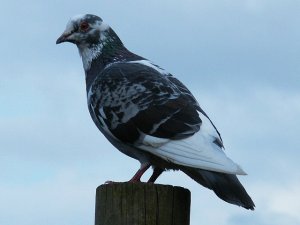 Feral Pigeon