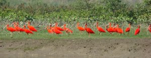 Scarlet Ibises in Cubato