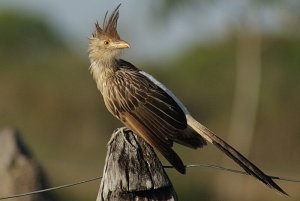 Guira Cuckoo