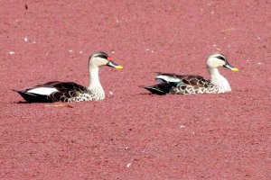 Spot-billed duck - pair