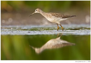 Greater Yellowlegs