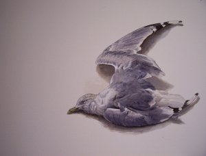 Common Gull Study