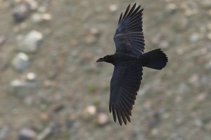 RAVEN IN FLIGHT