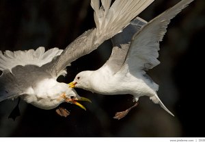 fighting kittiwakes 2