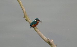 Kingfisher_with_food