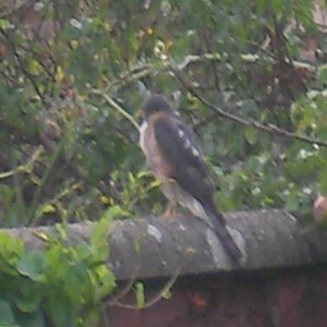 Spaarowhawk on My Garden Wall