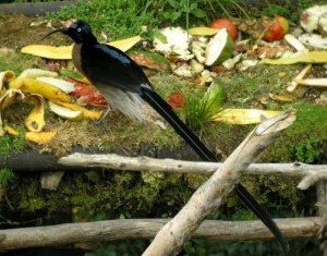 Brown Sicklebill