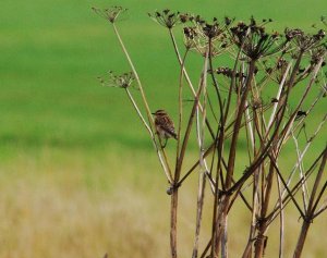 Whinchat_2