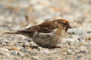 Redpoll