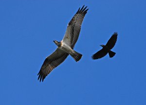 Osprey and Jackdaw