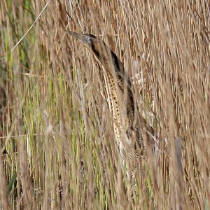 Bittern