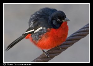 Crimson-breasted Shrike