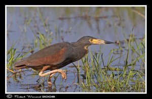 Rufous-bellied Heron