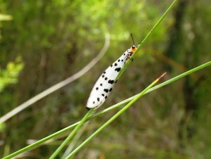 Orange Antlion