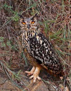 The Great Indian Horned Owl