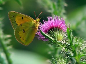 Orange Sulfur and Thistle