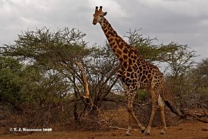 Giraffe