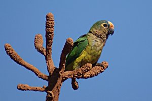 Peach-fronted Parakeet