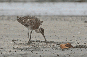 How to Catch a Crab!