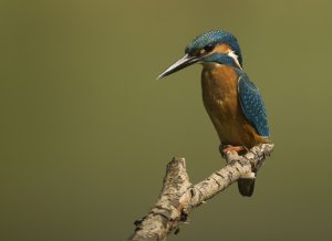 Young kingfisher