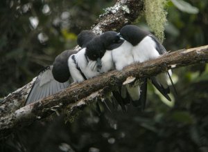 Great Woodswallows