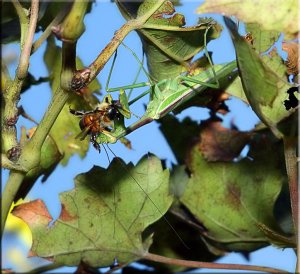 Bee-ing Eaten Alive