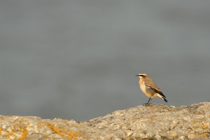 Wheatear